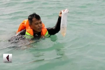 52 ribu benih lobster selundupan kembali ke laut