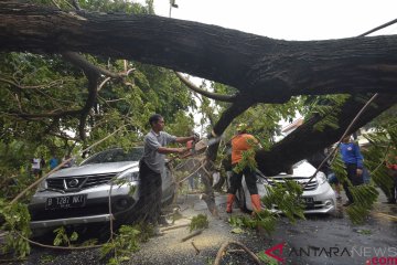 Pohon tumbang tewaskan  warga Denpasar