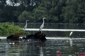 BBKSDA Riau sita 14 burung cangak merah yang dijual di pinggir jalan