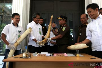 BKSDA terima gading barang bukti kejahatan