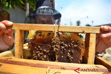 Budidaya madu lebah dan klanceng