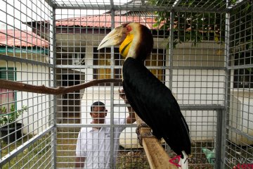 Burung rangkong julang emas sitaan