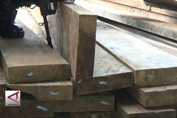 2 Orang angkut 8 ton kayu ilegal di Bireun