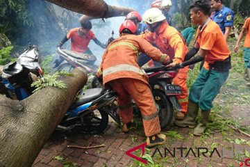 Pohon tumbang timpa sejumlah sepeda motor di Jaksel