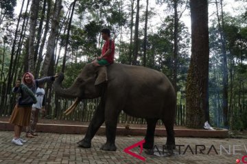 Pertamina bantu pelestarian gajah sumatera, elang bondol