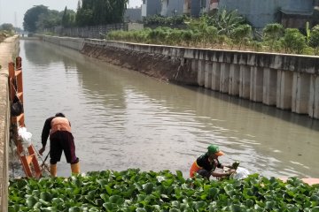 DLH DKI memeriksa dua parameter air saringan eceng gondok