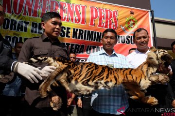 Kasus perdagangan kullt harimau
