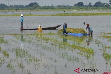 Ratusan hektare persawahan Tapanuli Utara terdampak irigasi jebol