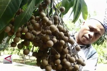 Petani kelengkeng tawarkan pembeli petik buah sendiri