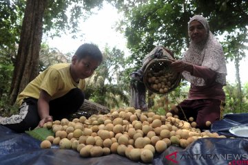 Makan duku sepuasnya di Festival Ngundoh Duku Muarojambi