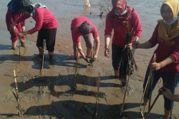 Cegah abrasi pantai di Pati, duta wisata ikut tanam mangrove