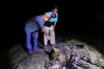 Penemuan bangkai Dugong