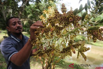 Populasi anggrek hitam Barito Timur terus berkurang