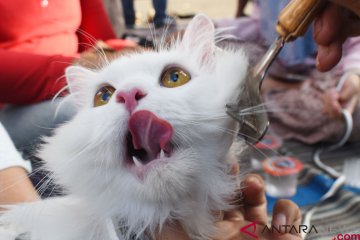 Bakti sosial perawatan kucing Madiun