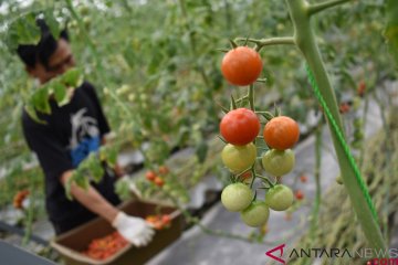 "Amboina Farmers Market" tingkatkan daya jual petani