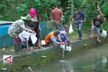 Manfaatkan potensi desa, warga tebar benih Ikan Nila