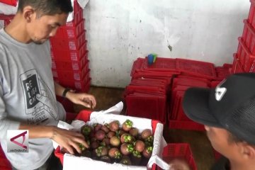 Manggis Sukabumi langganan ekspor ke Tiongkok