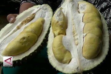 Panen raya durian mentega di Pekalongan