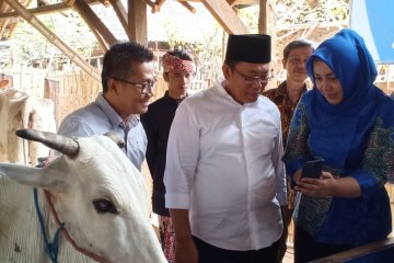 Memantau perkembangan sapi melalui aplikasi