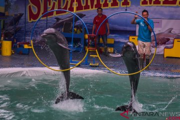 Penyelenggara sirkus lumba-lumba keliling bantah tuduhan eksploitasi