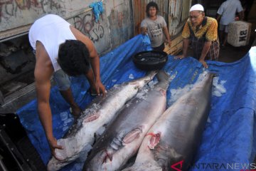 Pemerintah diminta sosialisasikan undang-undang larangan penangkapan hiu