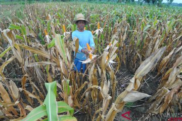 Bibit jagung pemerintah tingkatkan produksi