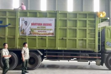 Kementan-Bulog penuhi kebutuhan jagung 5.000 ton untuk peternak