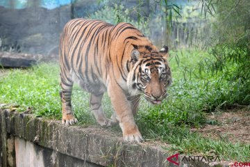 Pengelolaan kebun binatang Taman Rimbo