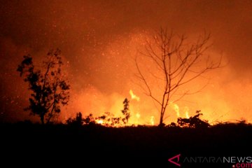 Kebakaran lahan gambut di Aceh Barat