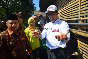 6.178 rumah tangga miskin Majalengka dapat bantuan ayam