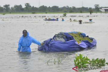 Panen padi terendam banjir