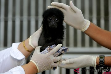 Perawatan bayi Siamang