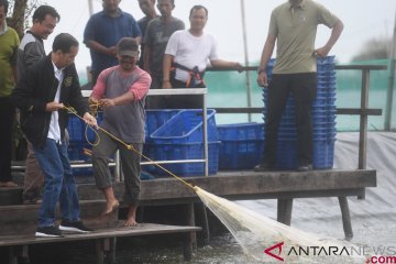 Presiden Jokowi panen udang