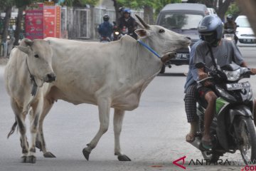 Ternak berkeliaran di jalan