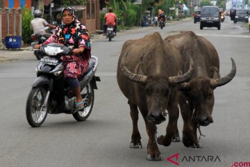 Ternak warga berkeliaran di jalan