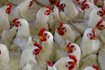 Brazil minta China buktikan sayap ayam terkena virus corona