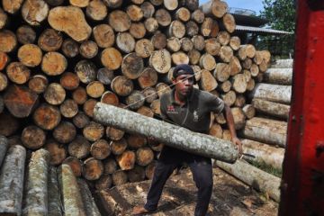 Kayu Sengon