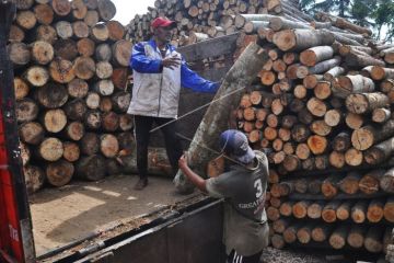 Kayu Sengon