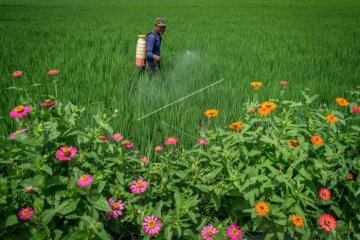 Pestisida tingkatkan risiko terkena autisme