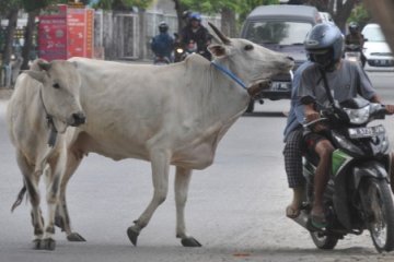 Ternak berkeliaran di jalan