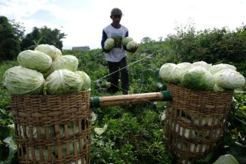 Harga kubis turun