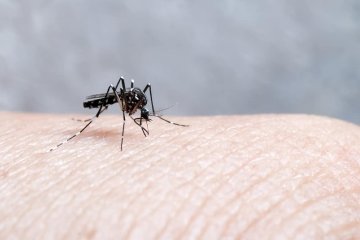 Nyamuk penyebab demam berdarah kini juga menyerang saat sore hari