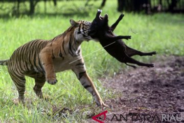 Seekor harimau Sumatra masuk kampung di Solok Selatan