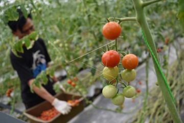 Realisasi ekspor subsektor holtikultura