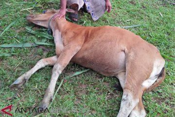 Sejumlah sapi di Kuansing mati mendadak