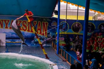 Sirkus Lumba-lumba Keliling