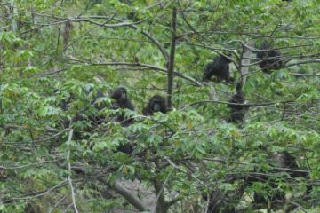 Kelompok Kera hitam Sulawesi