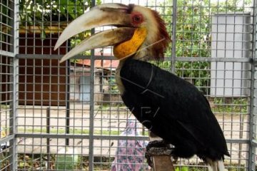 Burung Rangkong Julang Emas Sitaan