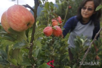 WISATA PETIK BUAH APEL