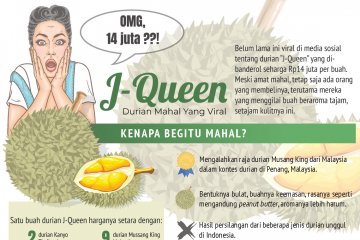 J-Queen, durian mahal yang viral